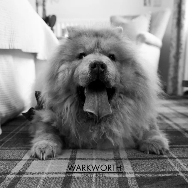 There's nothing cosier than bringing your your fluffy friend on holiday with you, luckily we're dog friendly! 🍂⁠
◻️⁠
✨ Make your booking today via the website link in bio! ✨⁠
◻️⁠
FOLLOW 📲 @hotelwarkworthhouse ⁠
WEBSITE 💻warkworthhousehotel.co.uk⁠
◻️⁠
#warkworthhouse #warkworthhousehotel #hotelwarkworthhouse #warkworthhotel #hotel #hotels #hotellife #ukhotels #britishhotels #hotelbreak #northumberland_uk #visitnorthumberland ⁠
#dogs #ukdogs #dogfriendly #dogfriendlyhotel #dogfriendlyholidays #dogfriendlyholiday #dogfriendlyuk #dogfriendlyaccomodation #dogfriendlycottages #dogfriendlycottage #dogfriendlybritain #dogfriendlytravel #dogfriendlybeach #dogstagram #dogfriendlynorthumberland